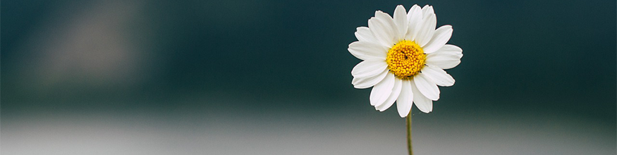 daisy banner